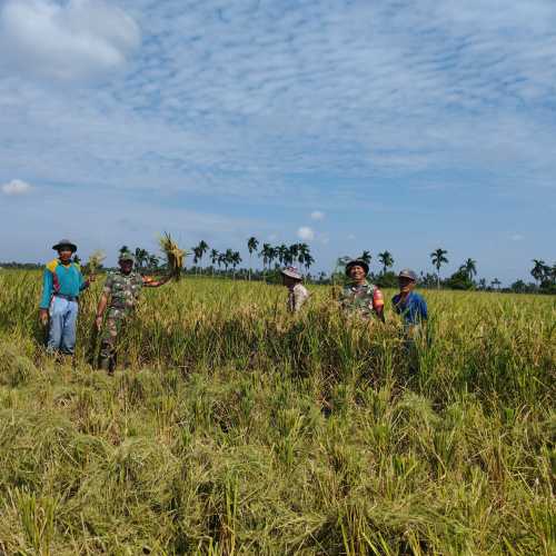 Babinsa Koramil 12/Batang Tuaka  Melaksanakan Panen Padi di Desa Kuala Sebatu