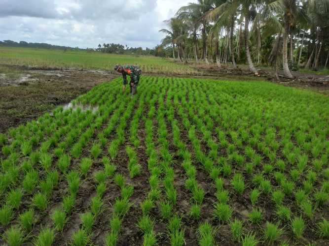 Realisasi Progress Program Ketahanan Pangan Wilayah Koramil 12/Batang Tuaka