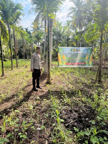 Om Bhabin Milenial Polsek Tembilahan BRIGPOL SALMAN ALFARISI, S.H., M.H. Rutin Cek Tanaman Jagung Warga