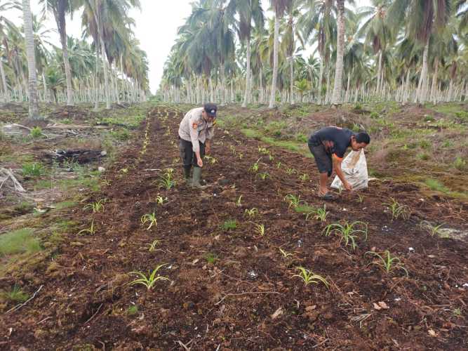 Babinkamtibmas Desa Hidayat Polsek Pelangiran Gerakkan Ketahanan Pangan Melalui Penanaman Jagung Bersama Warga