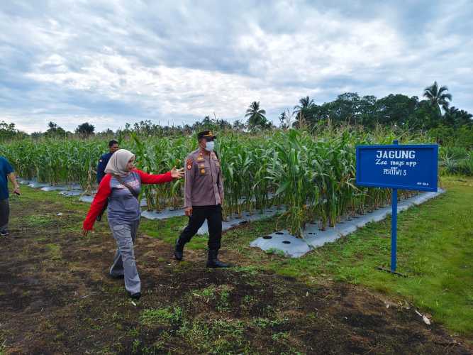 Kapolsek Pulau Burung Tinjau Kesiapkan Panen Jagung Serentak PT. RSUP