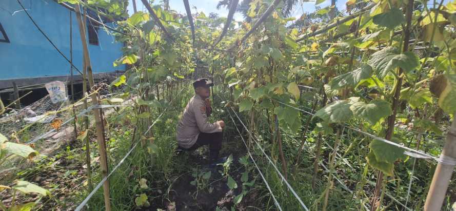Bhabinkamtibmas Polsek Pelangiran Rutin Lakukan Pemupukan untuk Optimalisasi Panen Timun di Desa Tagagiri Tama Jaya