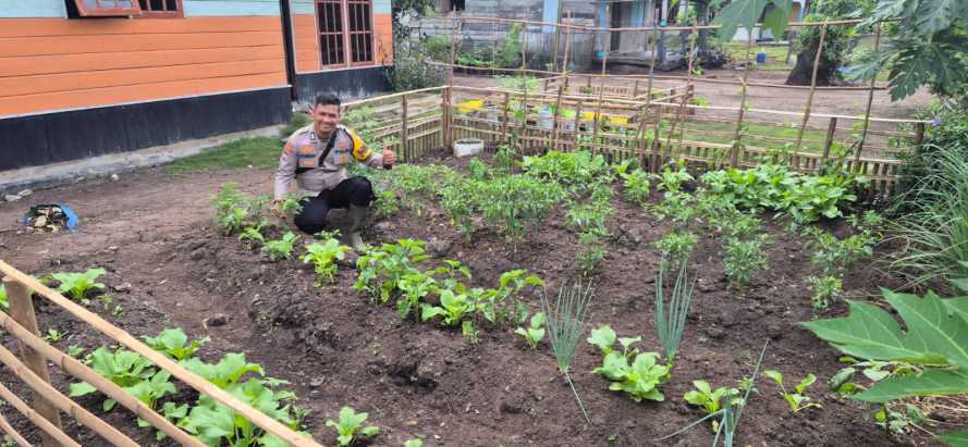 Bhabinkamtibmas Polsek Pelangiran Pantau Perkembangan Tanaman Terong dan Cabai di Desa Tagagiri Tama Jaya