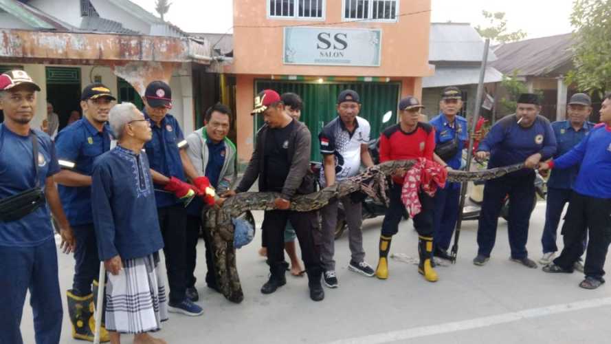 Heboh! Ular Sawa 6 Meter Mangsa Kucing Warga di Tembilahan