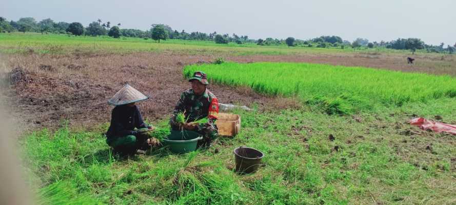 Serda Sukiran Lanjutkan Perawatan Program Ketahanan Pangan di Hari Ke -30