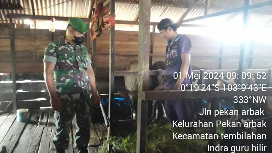 Babinsa Pekanarba Lakukan Pembinaan Kepada Peternak Sapi