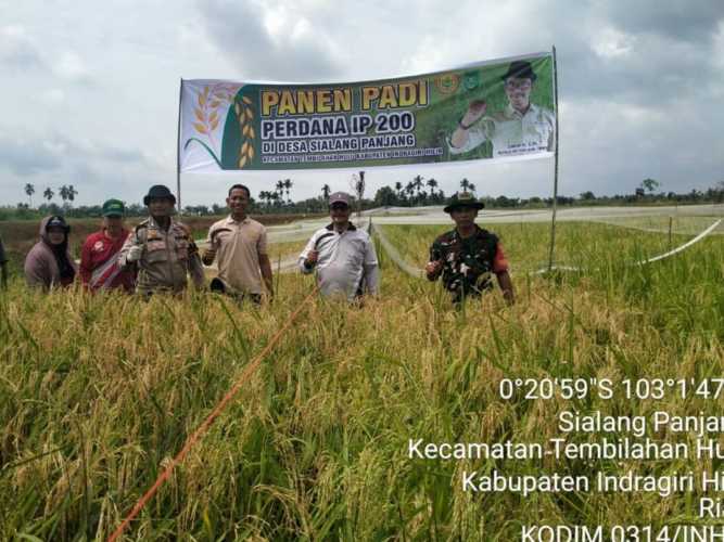 Mewakili Danramil, Babinsa Serka Masri Hadir di Panen Perdana IP 200