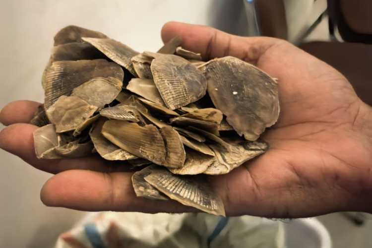 Polisi Gagalkan Perdagangan Sisik Tenggiling 30 Kg di Rokan Hilir, 2 Pelaku Buron