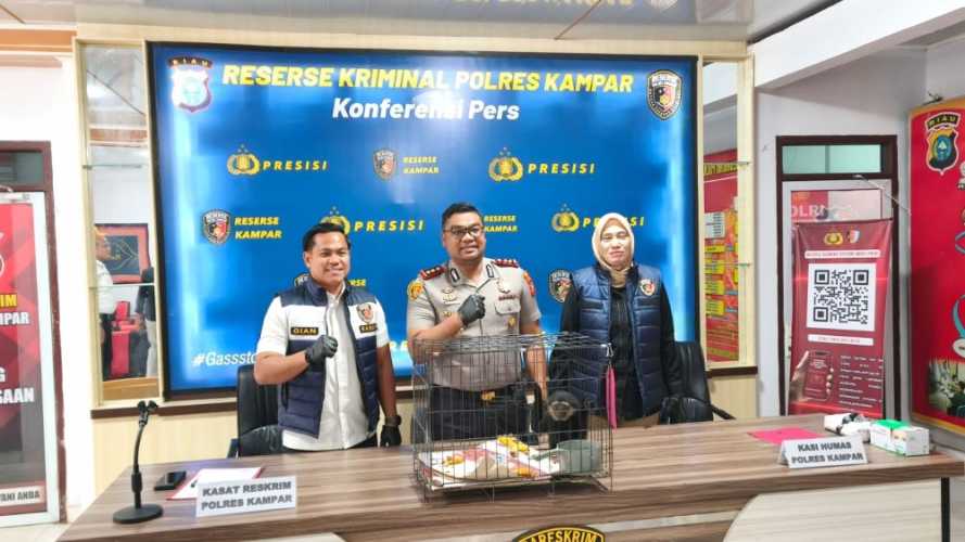 Patok Harga Rp 8 Juta, Transaksi Ilegal Owa Ungko Berakhir di Tangan Polisi