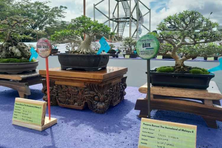 Intip Bonsai Termahal dan Tips Perawatannya!