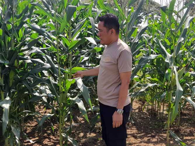 Personil Polsek Lima Puluh Lakukan Koordinasi dan Pengecekan Lahan Ketahanan Pangan untuk Mendukung Program Pemerintah