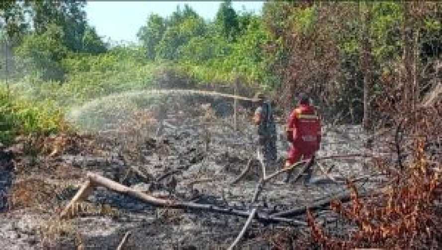 Perjuangan Melawan Api di Kampar, Lahan Gambut Terindikasi Sengaja Dibakar