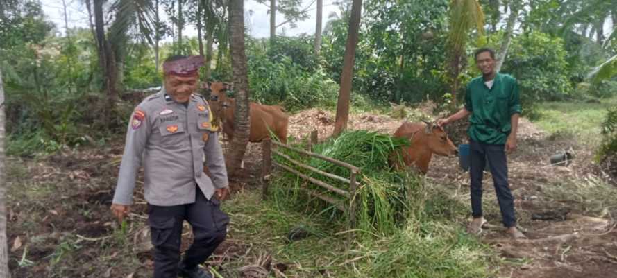 Polsek Pulau Burung Intensif Pantau Perkembangan Ternak Sapi Jelang Idul Kurban demi Ketahanan Pangan