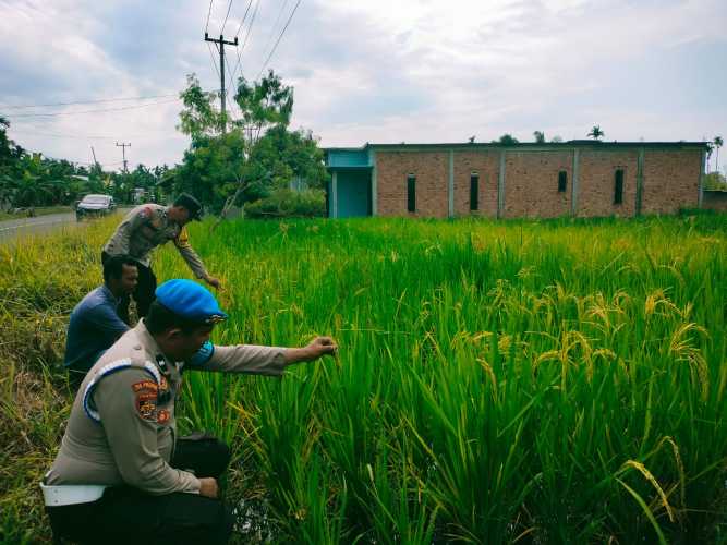 Polsek Tempuling Aktif Dukung Program Swasembada Ketahanan Pangan Polda Riau