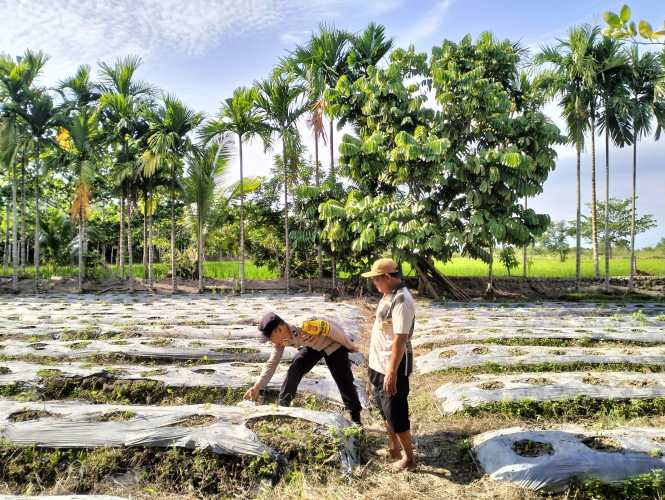 Polsek Tempuling melalui Bhabinkamtibmas Kelurahan Pangkalan  Tujuh Cek Ketahanan Pangan, Dukung Program Swasembada Pangan Polda Riau