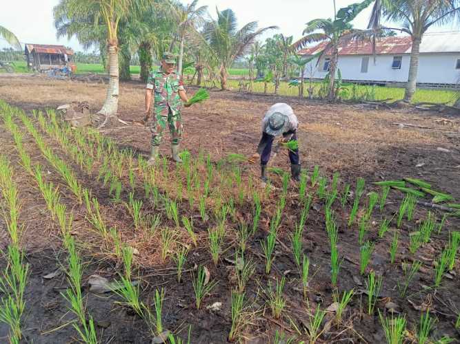 Keterampilan Kembali ditunjukkan Babinsa dalam Mengejar Target Program Ketahanan Pangan