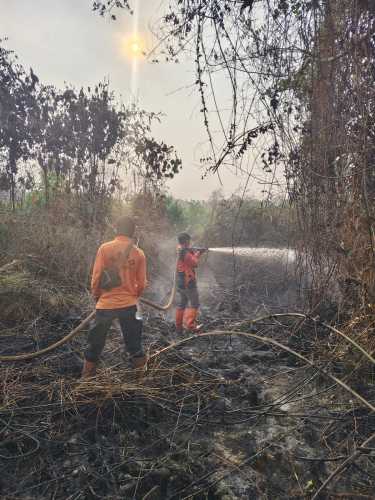 Petugas Berjibaku Padamkan Karhutla Sungai Beringin yang Capai 15 Hektare