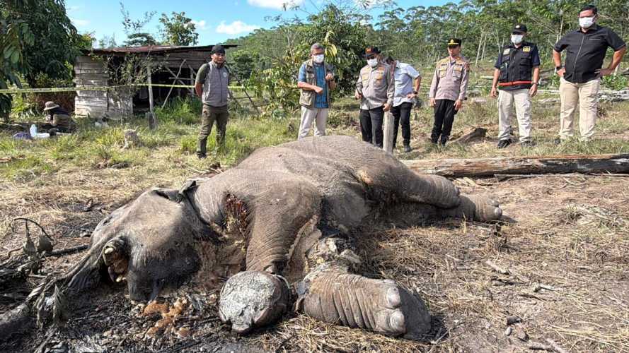 Anak Gajah Ditemukan Mati di Tesso Nilo, Kapolda Riau Turun ke Lokasi