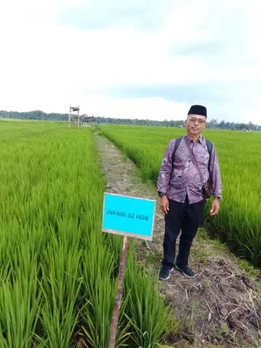 Dinas Pertanian Inhil Monitoring Penangkar Padi Kelompok Sido Makmur