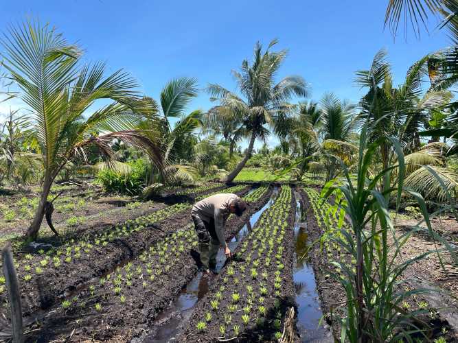 Polsek Concong Aktif Dorong Swasembada Pangan Melalui Pengecekan Bibit Kangkung di Sungai Berapit