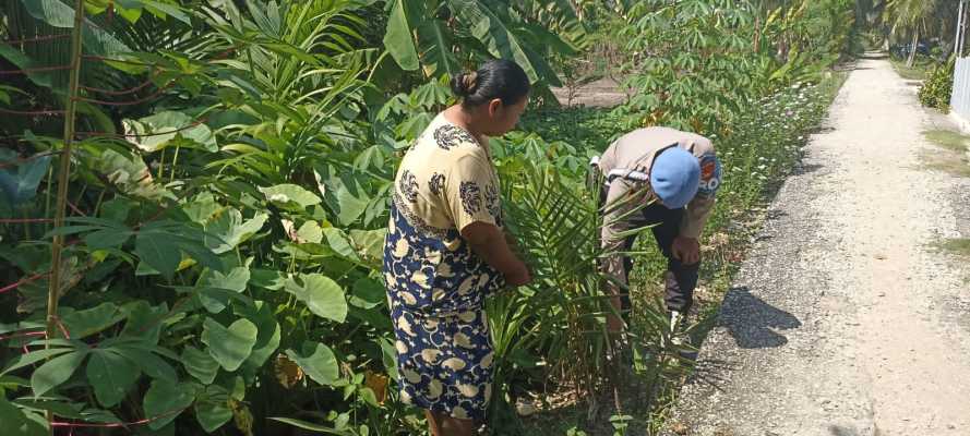 Dorong Produktivitas Ekonomi Masyarakat, Personel Polsek Enok Pantau Tanaman Di Perkarangqn Rumah