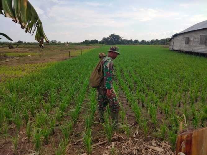 Serda Nasir Siagian Lakukan Perawatan Tanaman Padi di Lokasi Ketahanan Pangan