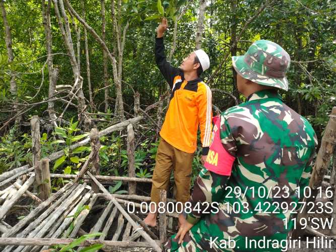 Babinsa Groundcheck Hutan Magrove Desa