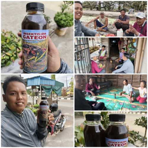 Inovasi PPL Kuala Sebatu, Ramuan Ekonomis Lawan Orong-Orong di Musim Kemarau