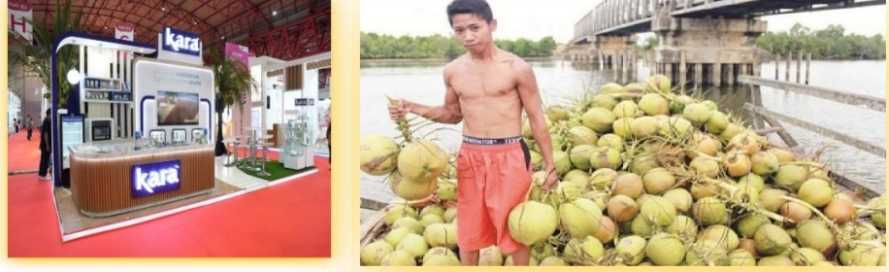 Dampak Pembatalan Hilirisasi Kelapa di Indragiri Hilir