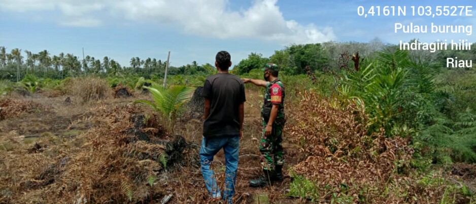Praka Dedi Hariyawan Babinsa Koramil 11/Pulau Burung Lakukan Monitoring Lahan Rawan Karhutlah