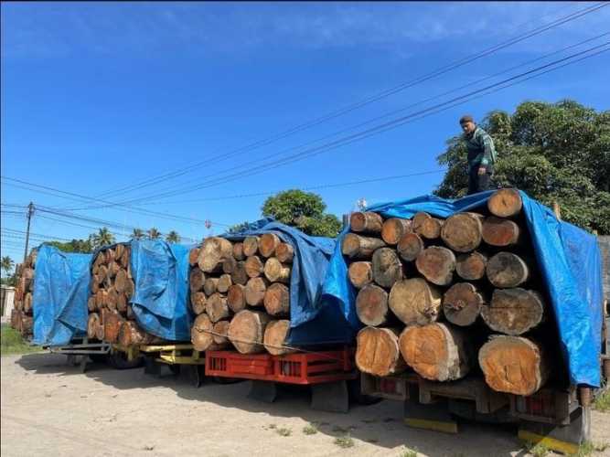 Kemenhut Perluas Kanal Aduan dan Perketat Pengawasan Peredaran Kayu di Sumatera