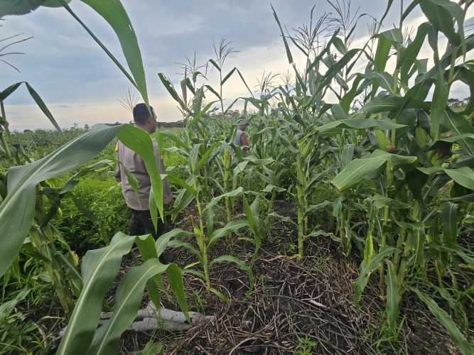 Bhabinkamtibmas Turun ke Kebun, Pastikan Tanaman Jagung Warga Berkembang Optimal dan Bebas Gangguan Hama