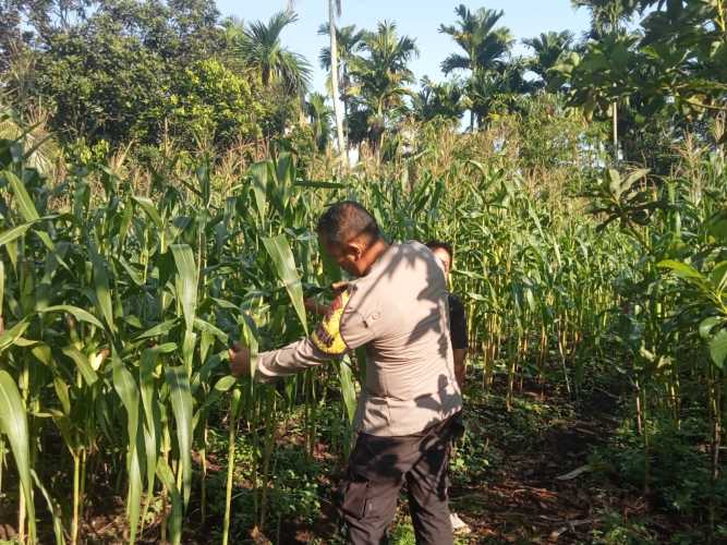 Jaga Swasembada Pangan, Bhabinkamtibmas Polsek Pulau Burung Rutin Cek Pemeliharaan Jagung Milik Warga