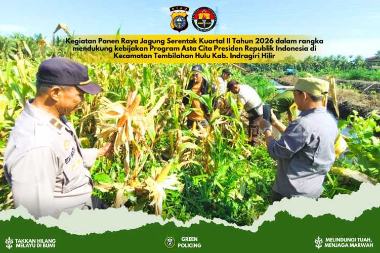 Giat Swasembada Pangan, Panen Jagung Polsek Tembilahan Hulu