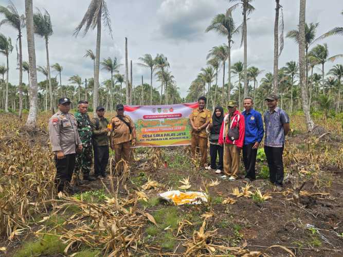 Sinergi Pemdes dan BUMDes, Panen Jagung Kuartal IV Desa Sakapalas Jaya Dukung Swasembada Pangan
