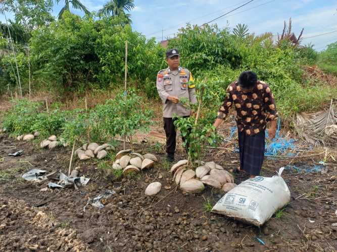 Rawat Kebun Cabai Desa Rotan Semelur, Bhabinkamtibmas Polsek Pelangiran Lakukan Pemupukan Rutin