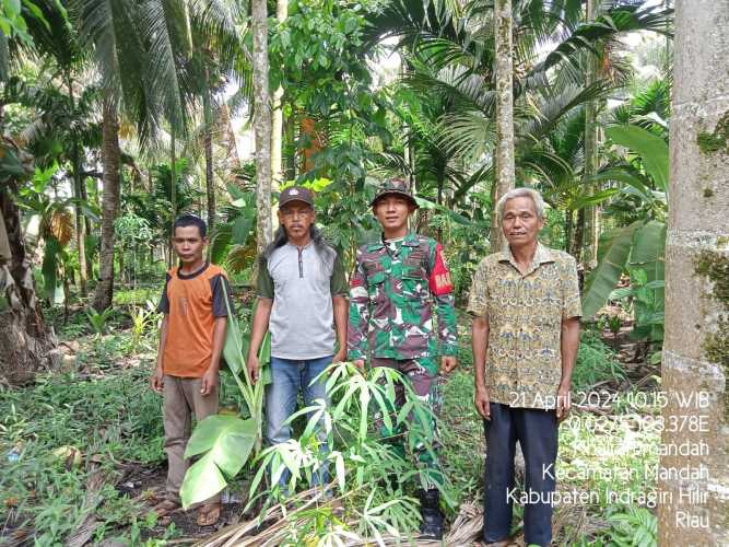 Babinsa Mandah Tnjau  Lahan Rawan Karhutlah