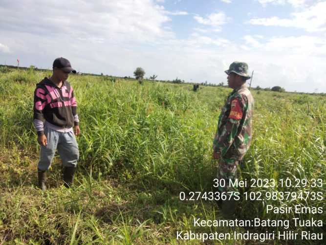 Babinsa Tempuh Lahan Desa, Lakukan Penanganan Karhutlah