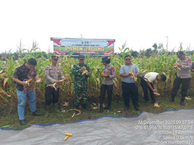 PT. GIN  Laksanakan Panen Jagung sebagai Upaya Penguatan Ketahanan Pangan