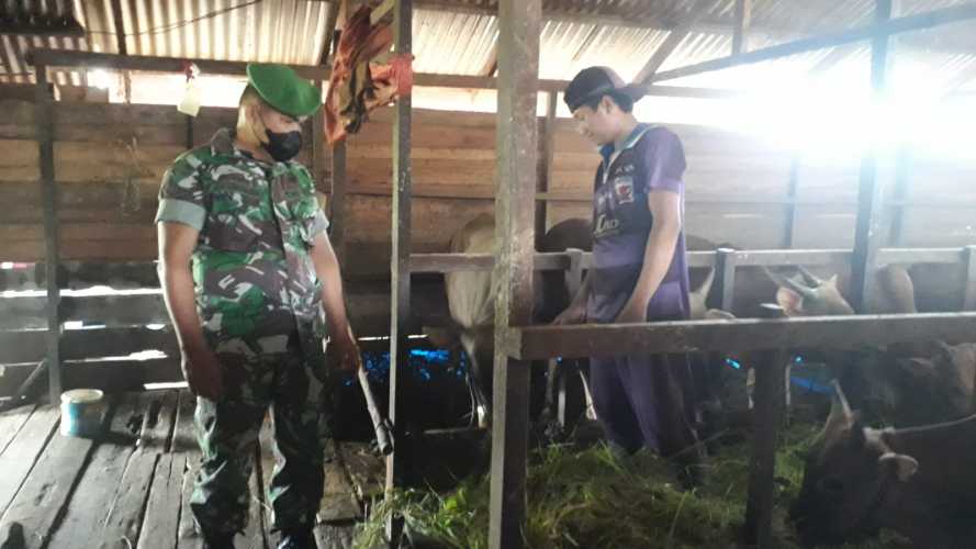 Babinsa Pekanarba Tinjau Peternakan Sapi Warga