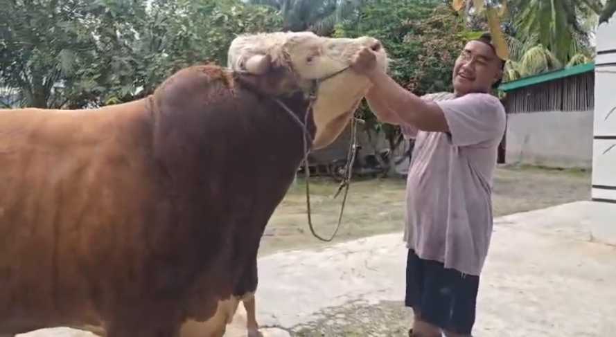 Kisah Rio, Peternak Muda Inhu yang Rawat Sapi Kurban Presiden Hingga Tembus 1 Ton Lebih
