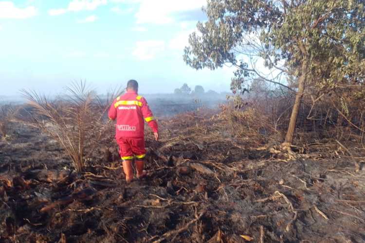 Bertaruh Nyawa Tanpa Sinyal: Perjuangan Petarung Api Manggala Agni di Pulau Serdang