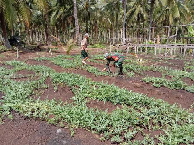 Babinsa Interaktif Dengan Petani Setempat