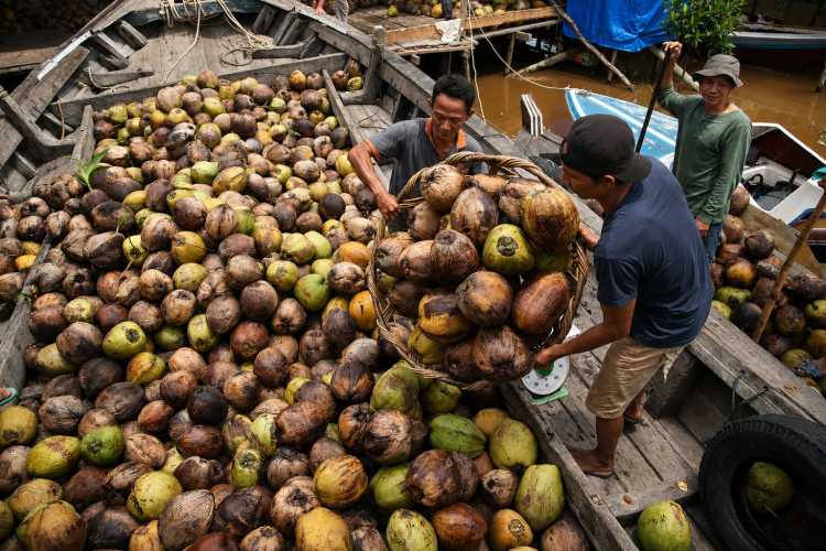 Permintaan Global Melemah, Eksportir Kelapa Bulat:  Harga Sangat Dipengaruhi Buyer dan Pasokan