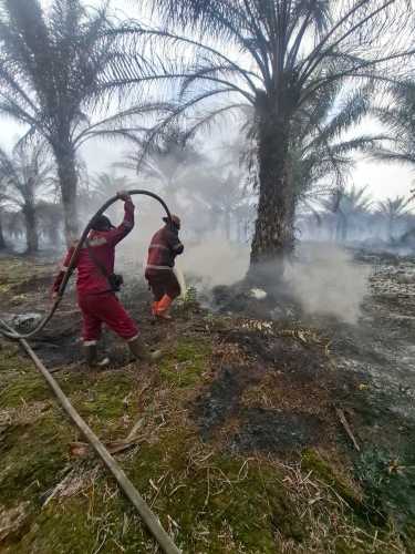 Aksi Cepat Manggala Agni Riau Padamkan Karhutla di 12 Titik