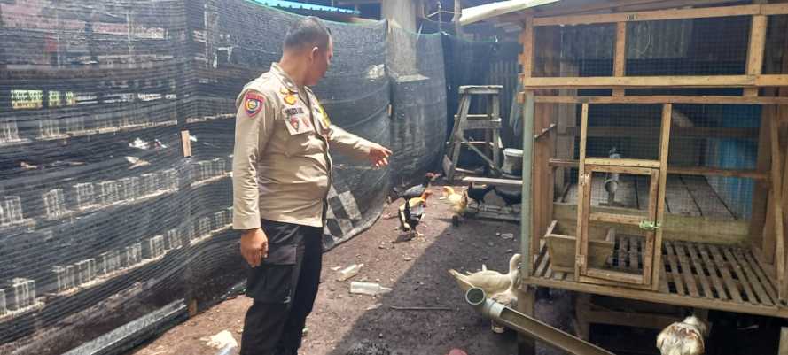 Babinkamtibmas Polsek Pulau Burung Tingkatkan Swasembada Daging dengan Optimalkan Potensi Peternakan Ayam Ras Setempat