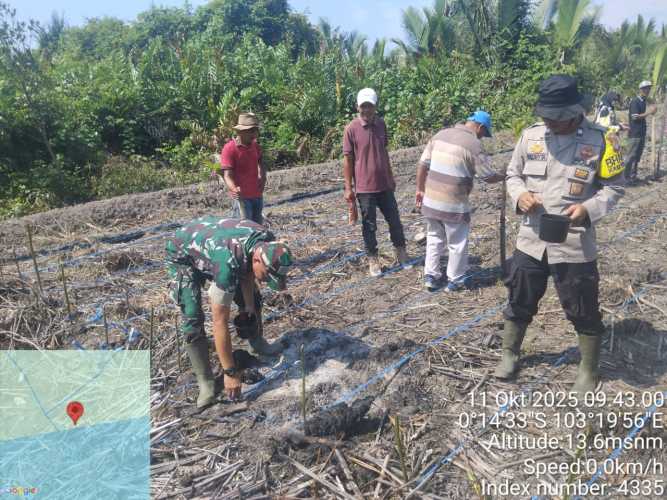 Babinsa Batang Tuaka Dukung Penanaman Jagung Kuartal IV di Desa Sialang Jaya