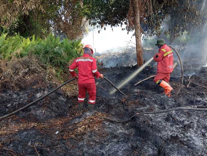 Respons Cepat Manggala Agni, Karhutla di Rimbo Panjang Tak Sempat Meluas