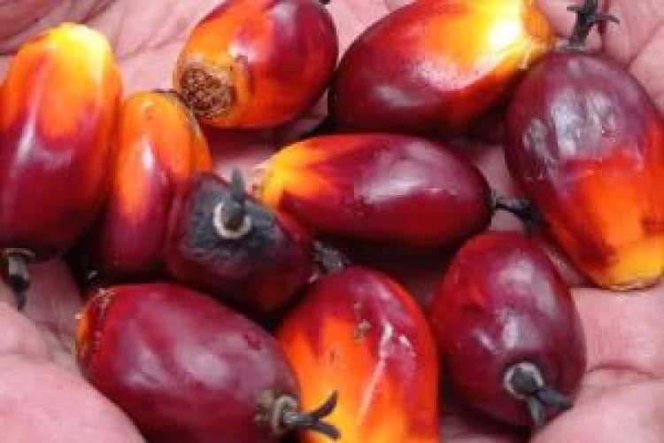 Harga TBS Kelapa Sawit Mitra Swadaya di Riau Kembali Naik, Segini Harganya