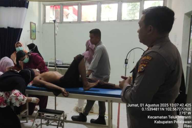 Pekerja Akasia Diserang Harimau Sumatera di Pelalawan